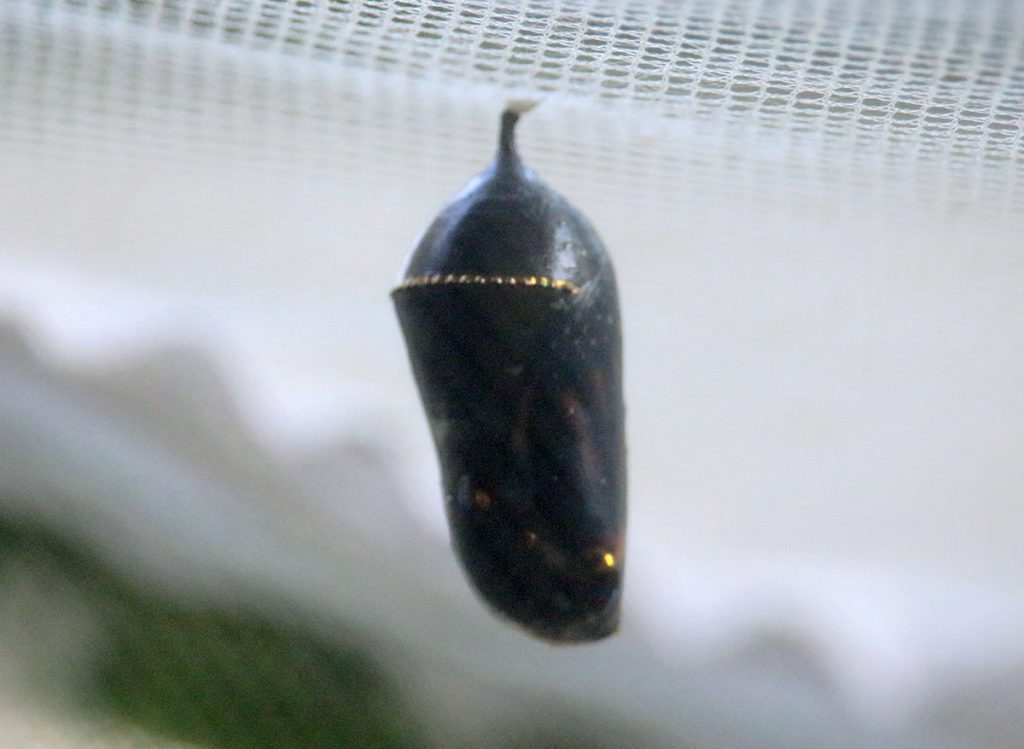 Monarch chrysalis, its shell transparent and the monarch wings visible.