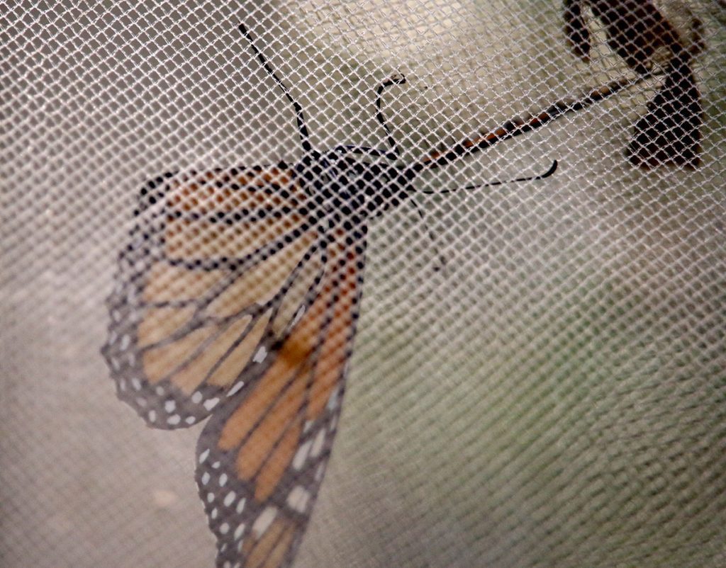 Monarch butterfly in mesh enclosure.