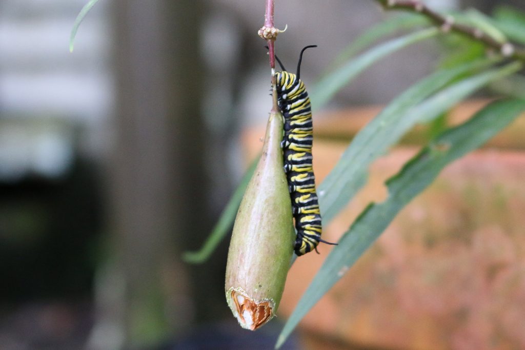 Monarch caterpillar on a nibbled swamp milkweed seed pod.