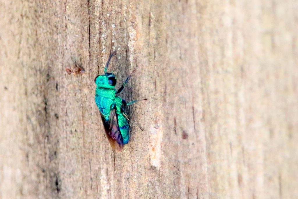 Metallic blue cuckoo wasp on a wooden fence.
