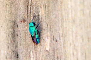 Metallic blue cuckoo wasp on a wooden fence.