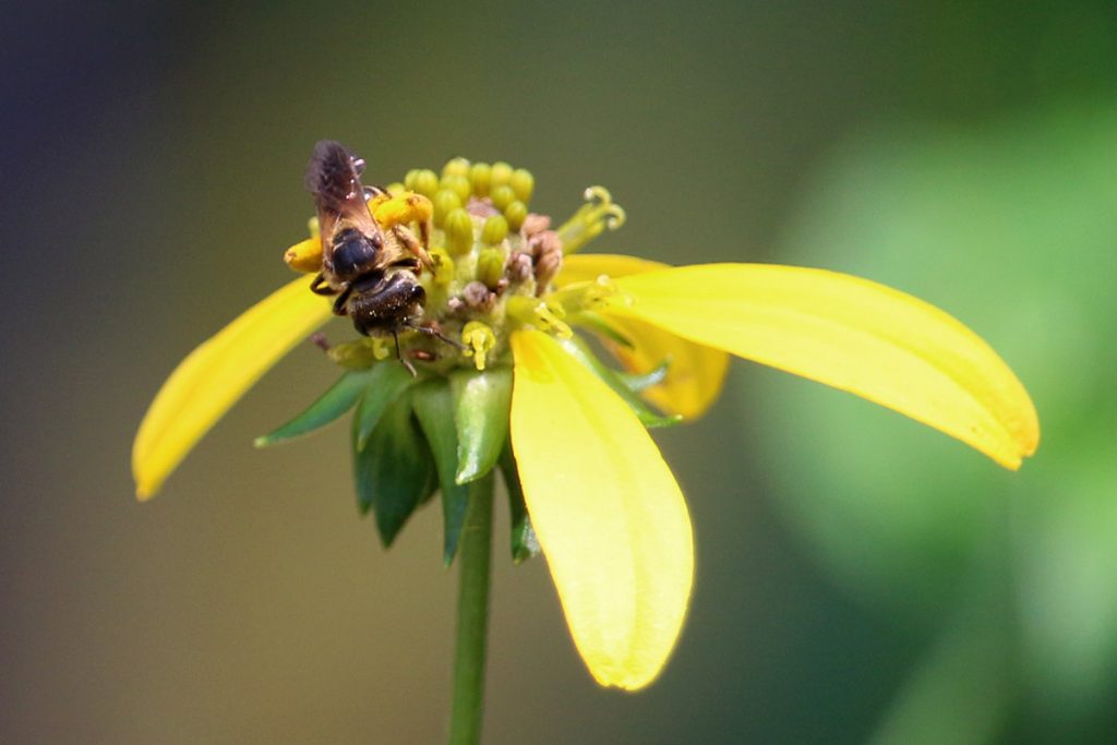 Native bee on cutleaf coneflower.