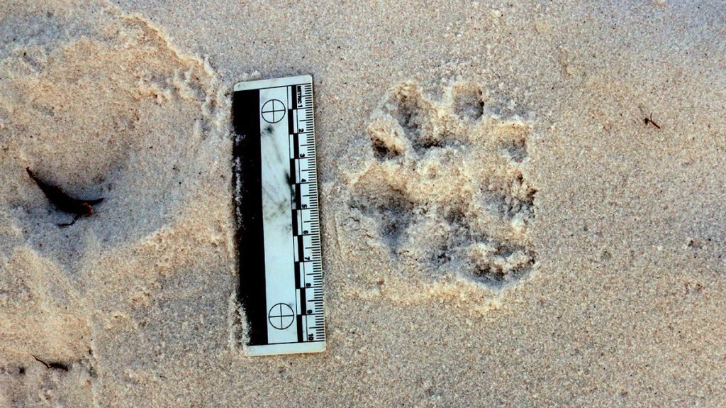 River otter tracks near a snowy plover nest  Otters are a potential egg thief.
