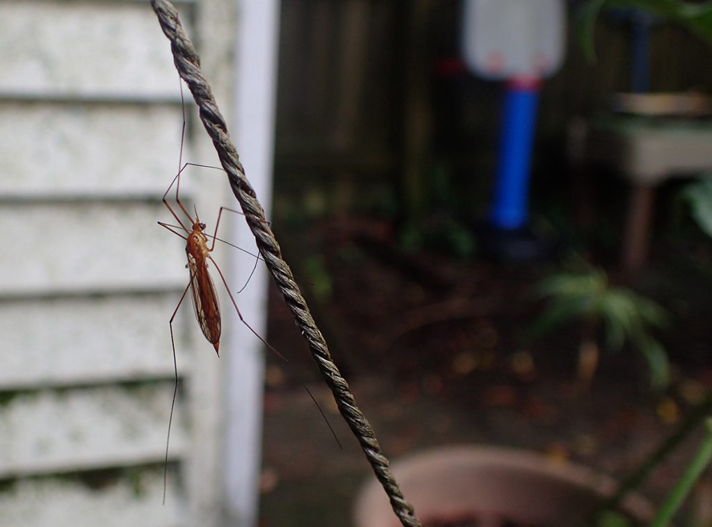 Crane fly on a string.
