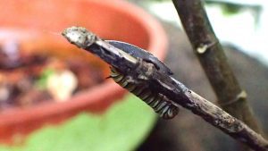 Monarch caterpillar with slug.