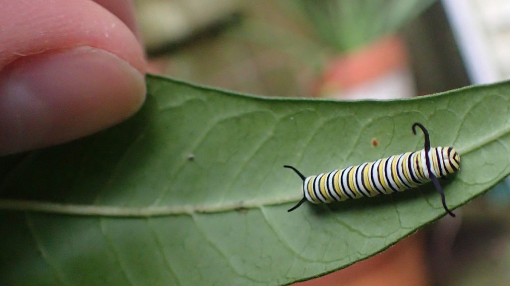 Monarch caterpillar under milkweed leaf.