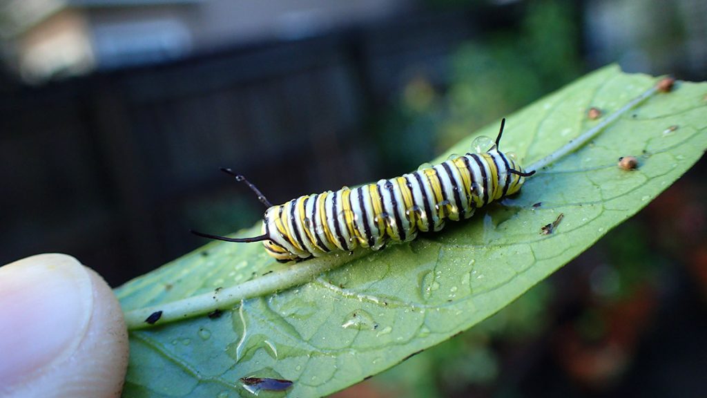 Fourth instar monarch caterpillar on milkweed leaf.