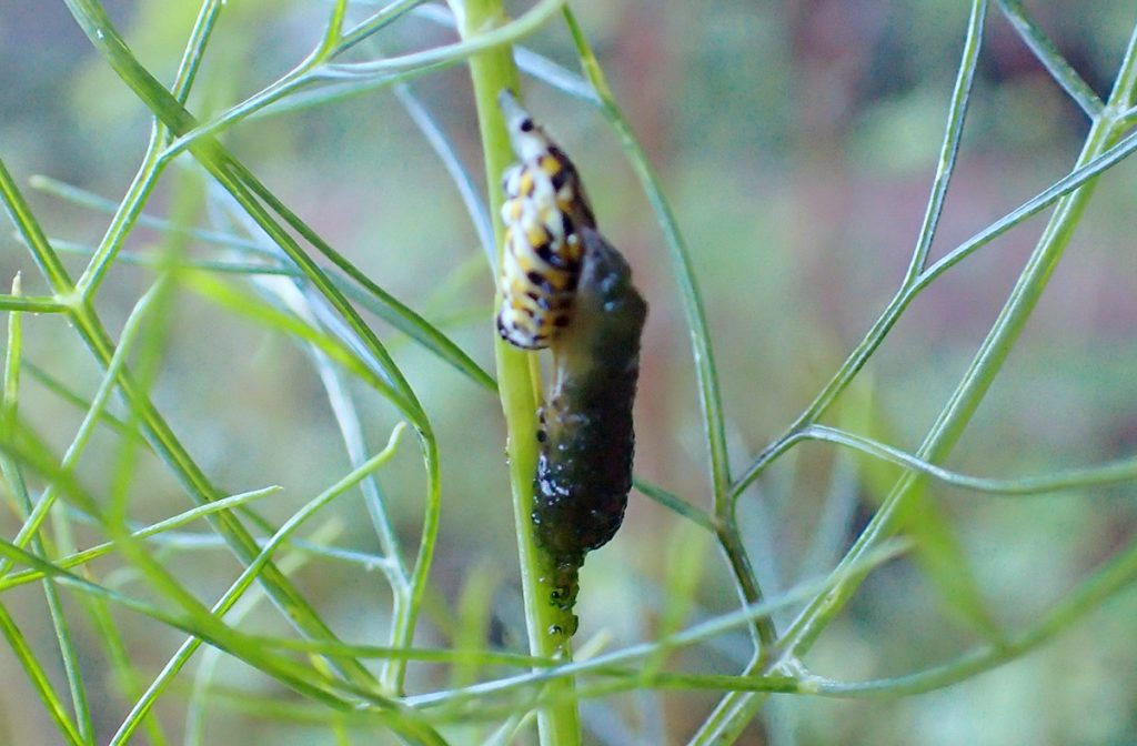 Black swallowtail caterpillar, torn open and oozing green.
