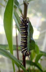 Fifth instar monarch caterpillar.