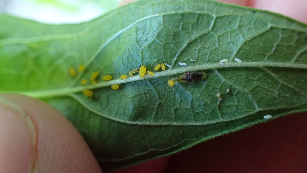 Syrphid larvae and eggs among milkweed aphids.