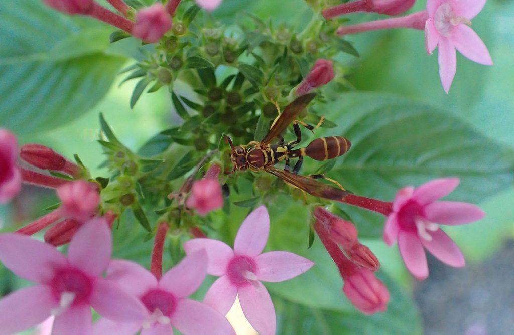 Wasp nectaring on pentas.