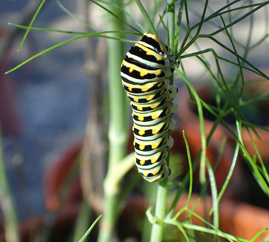 Large black swallowtail caterpillar on fennel.