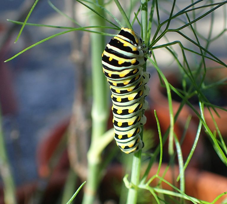 Four Butterfly Caterpillars You Can Easily Raise In North Florida 