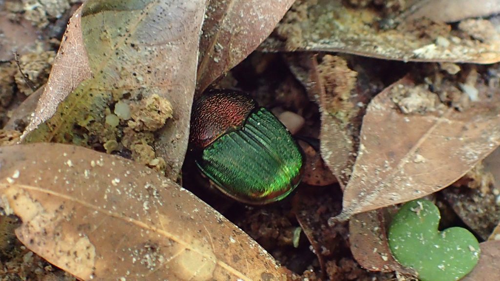 Dung beetle burrowing in leaves.