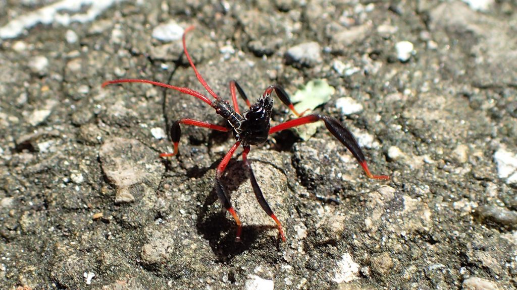 Red and black bug on asphalt.