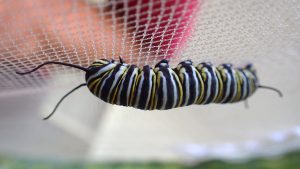 fifth instar monarch caterpillar.