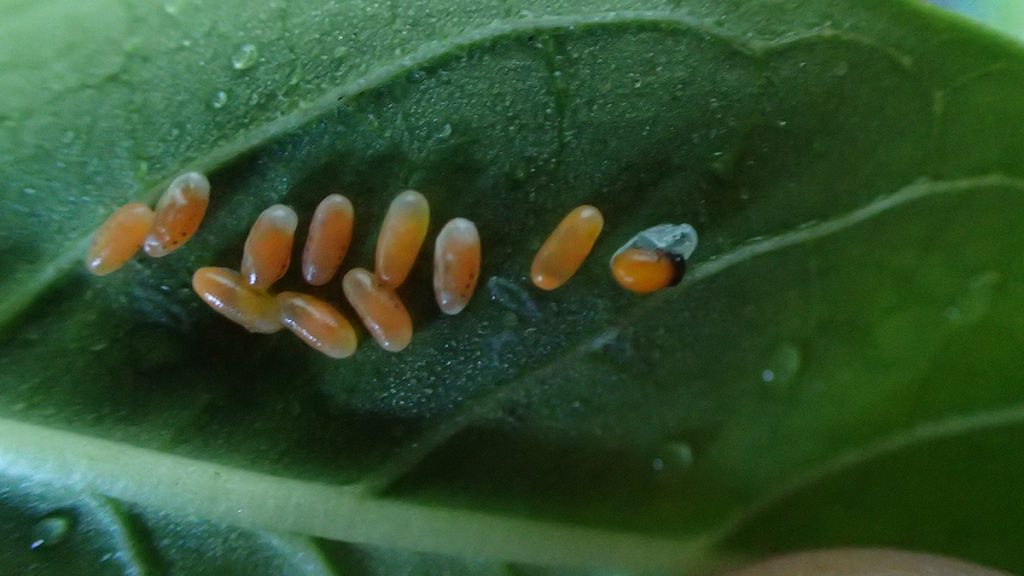 Swamp milkweed beetle eggs hatching.