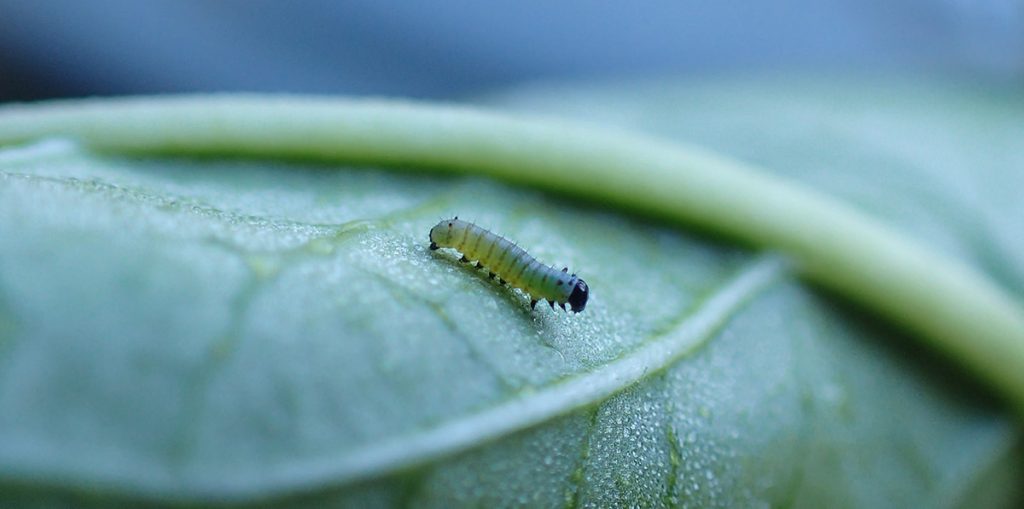 1st instar monarch caterpillar.