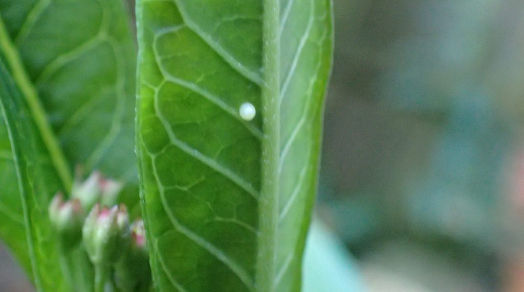 Monarch caterpillar egg.