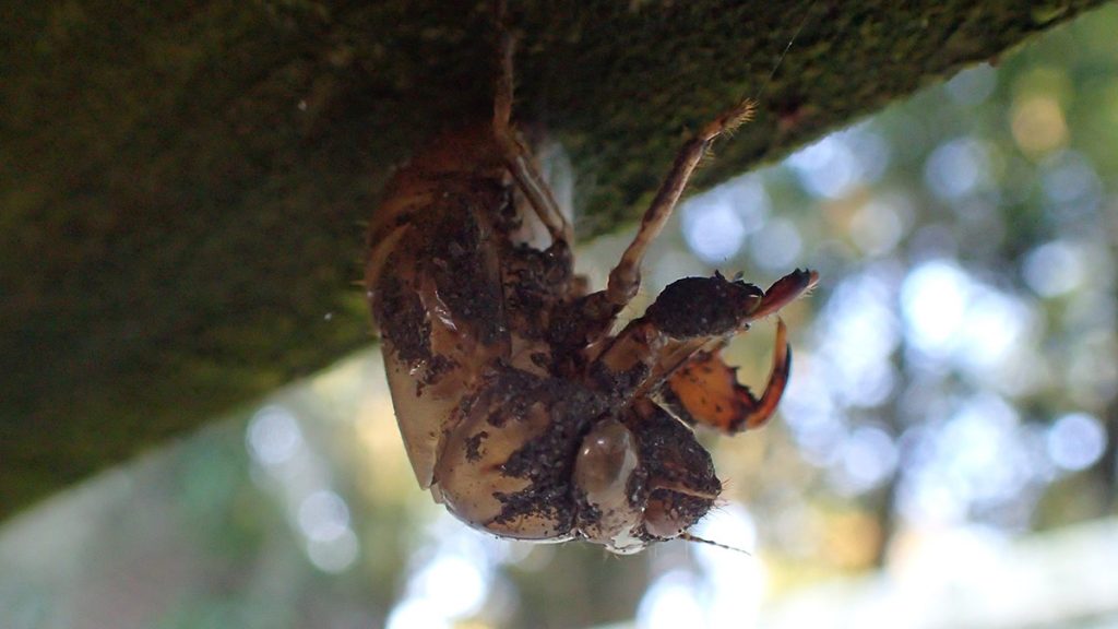 Cicada nymph shell.