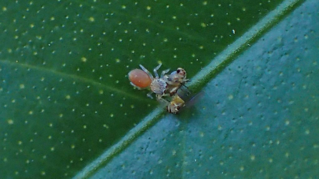 Tiny spider tearing tiny insect in two.