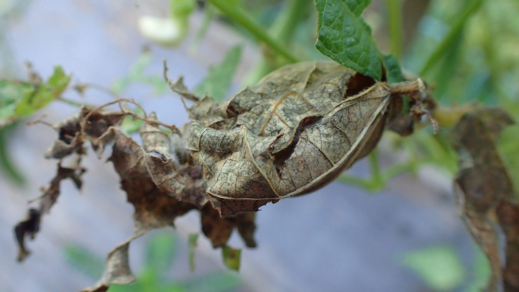 Long-tailed skipper chrysalis, made of dead leaves.