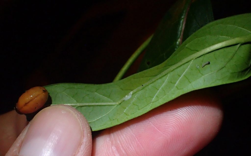 Swamp milkweed beetle larva on milkweed leaf with newly hatched monarch caterpillar.