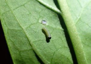 Newly hatched monarch caterpillar.