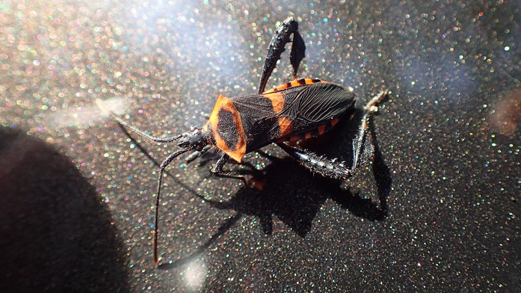 Red and black species of leaf footed bug.