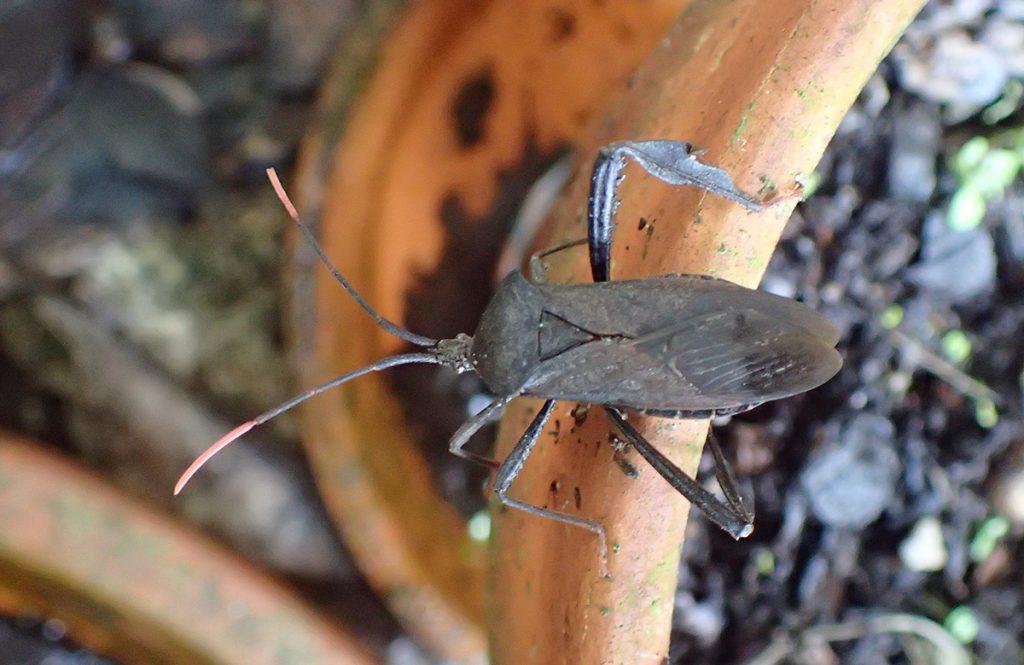 This is a leaf footed bug, likely Acanthocephala terminalis, on the lip of a pot.