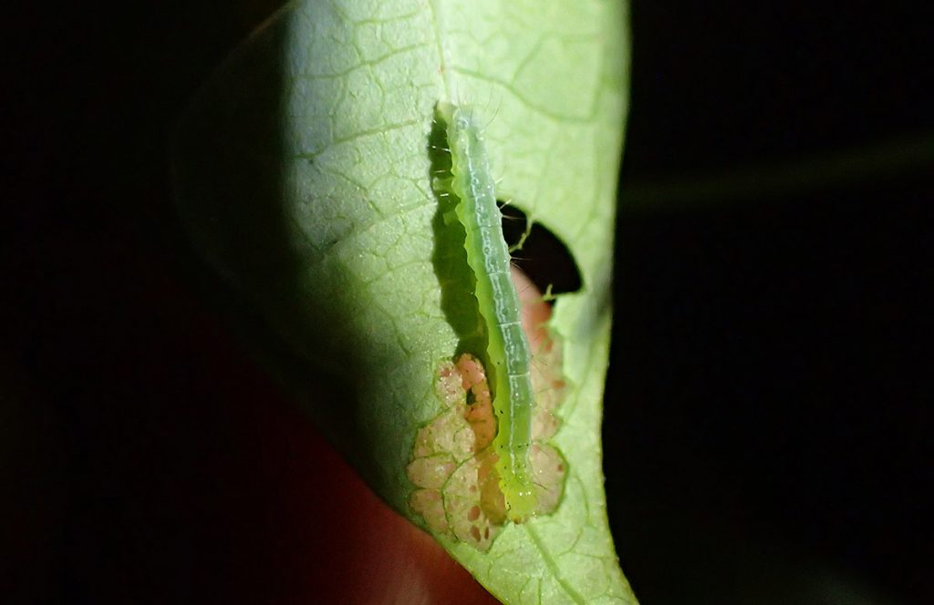 Inchworm on bean plant at night.