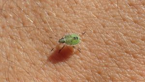 Little green bug found in dirt.