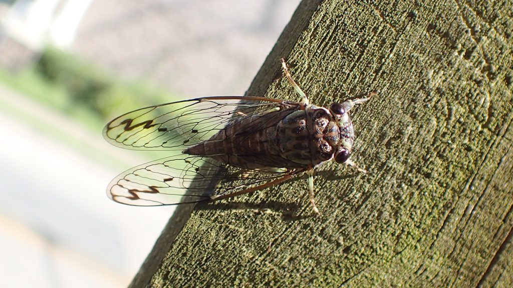 Annual cicada.