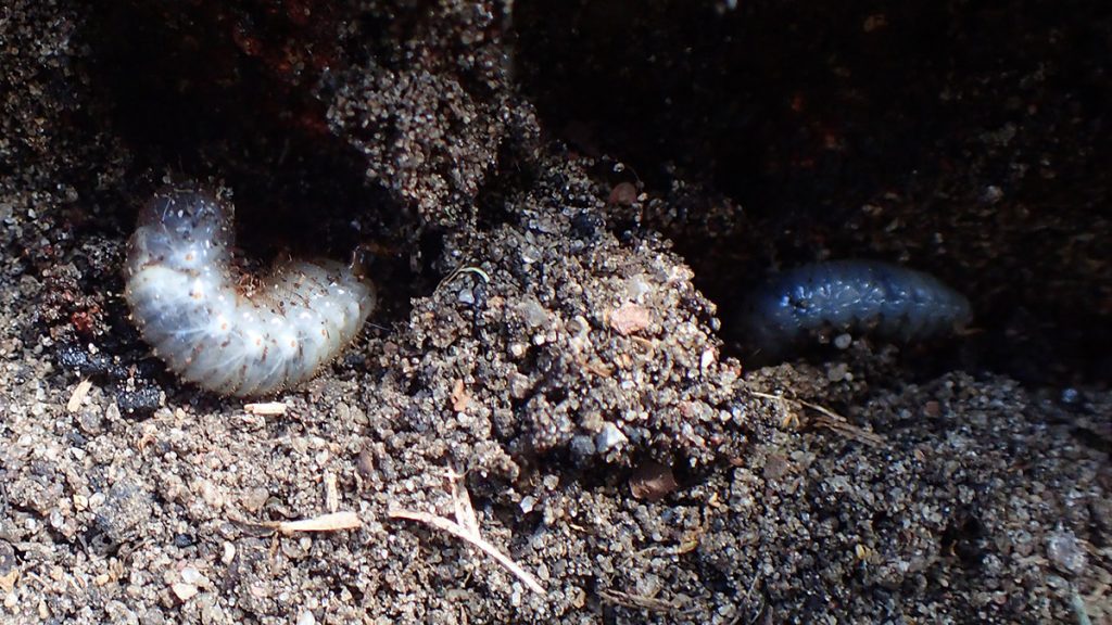 Beetle larvae in red clay soil.