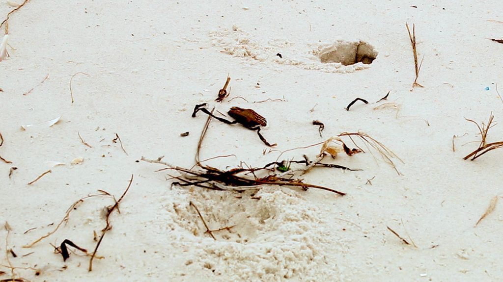 Snowy plover nest scrape (bottom) near a ghost crab burrow (top).