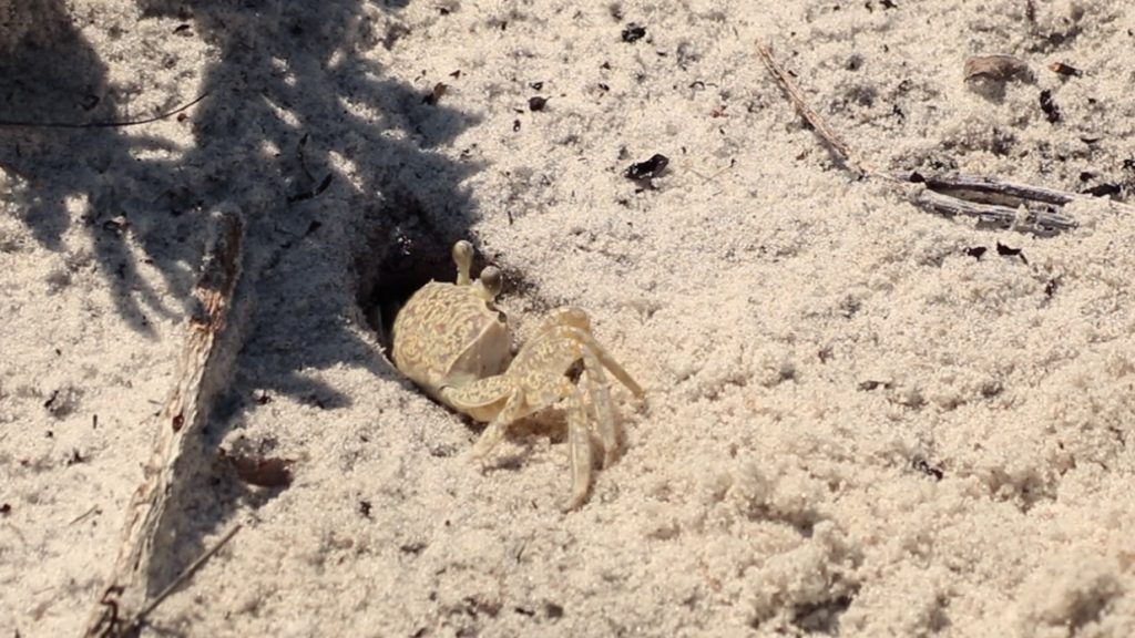 A ghost crab peeks out of its burrow at Deer Lake State Park.