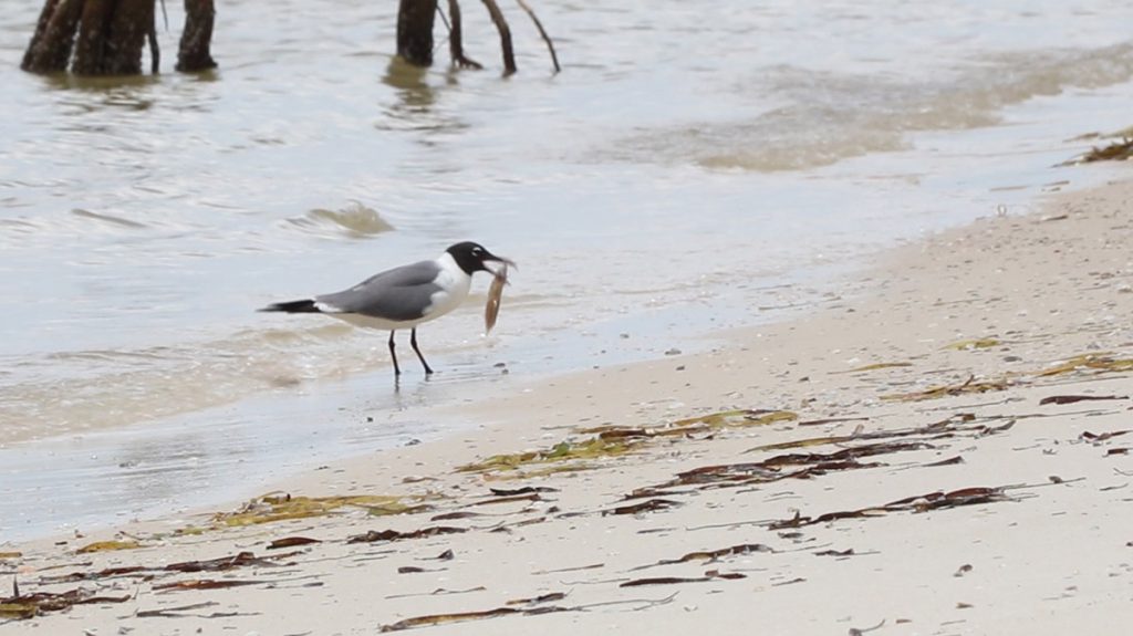  A laughing gull dines on shrimp by Alligator Point.