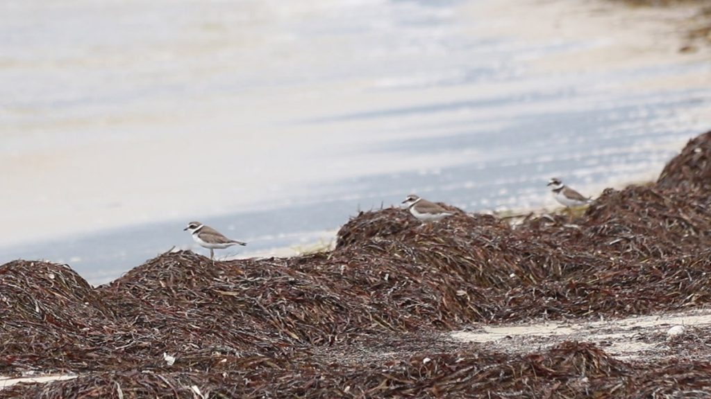 Snowy plovers on seagrass wrack.