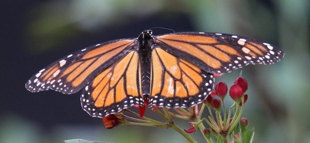 Monarch butterfly nectaring on tropical milkweed.