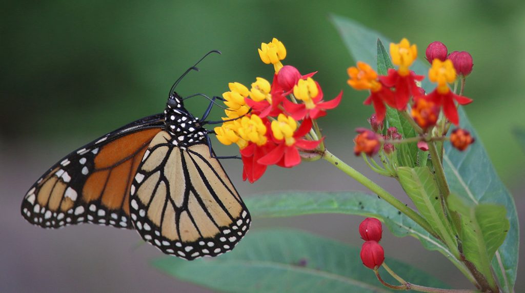 Monarch butterfly feeding off from tropical milkweed, with small monarch caterpillars hiding in the flowers.