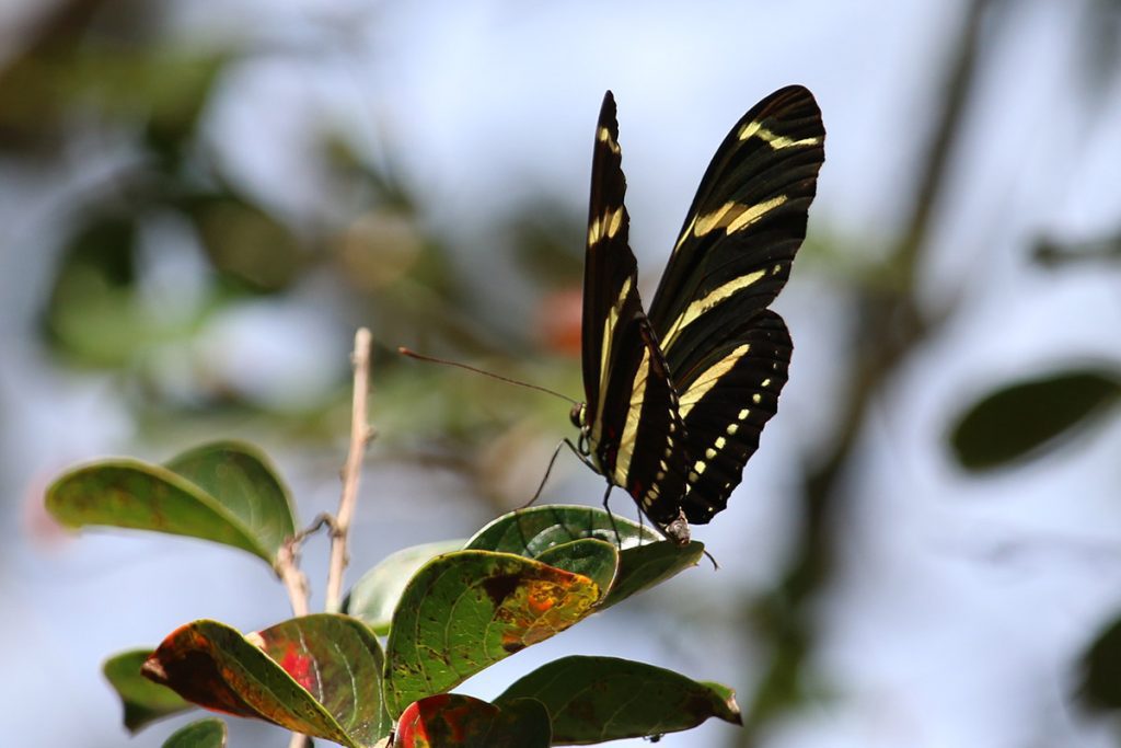 Zebra longwing (or zebra heliconian) taking a few moments to sun on a crepe myrtle tree.