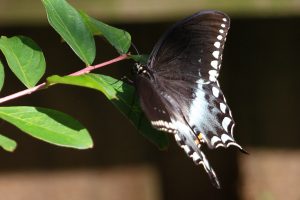 Spicebush swallowtail ( Papilio troilus).