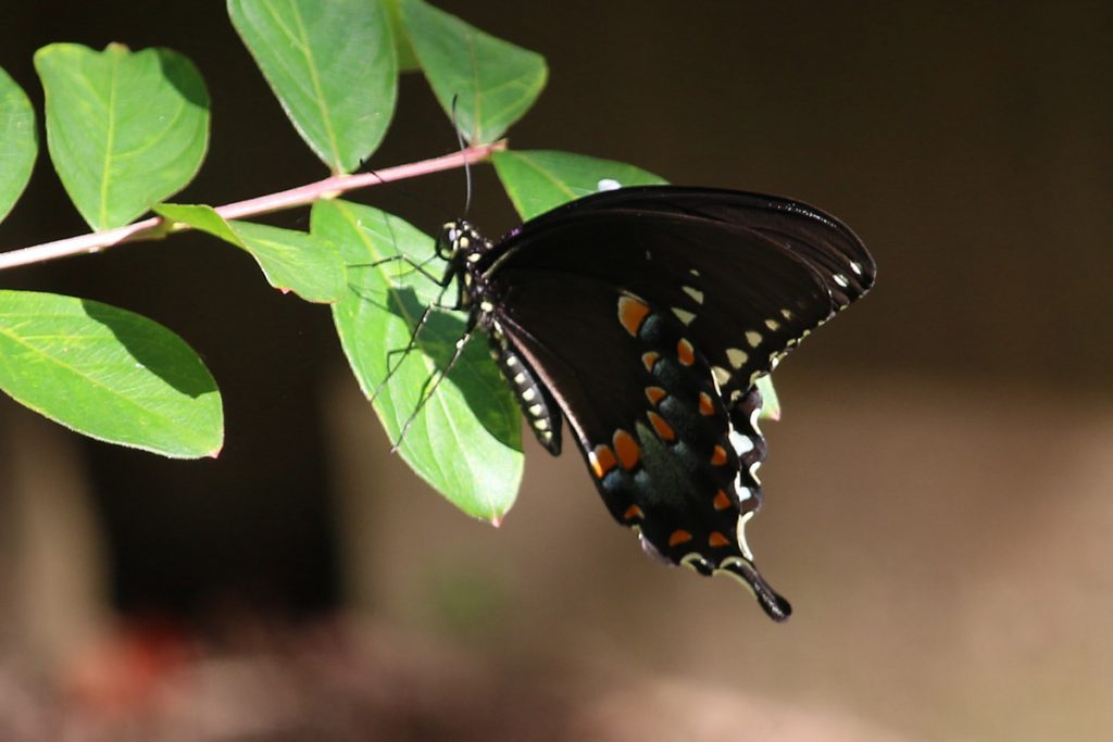 The underwing of a spicebush swallowtail, with spots of blue, red, and yellow on black.