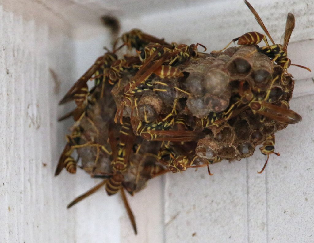 paper wasp nest in the corner of a window