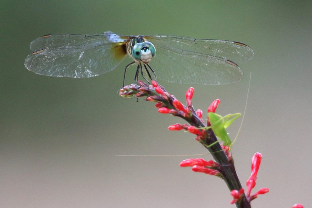 Blue dasher dragonfly with grasshopper, on a cardinal guard flower.