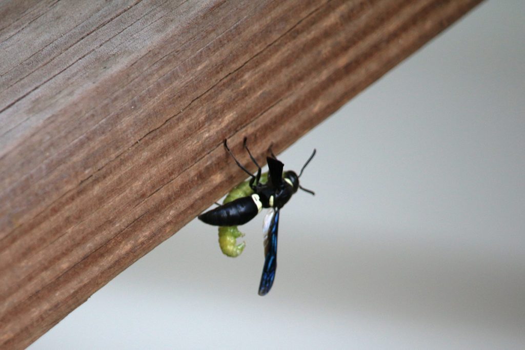 Four-toothed mason wasp (Monobia quadridens), carrying a green caterpillar back into its cavity on a wooden handrail.