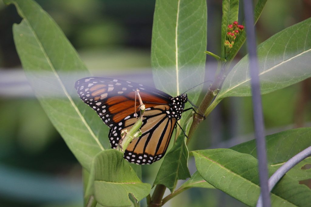 Monarch nectaring on milkweed flower.