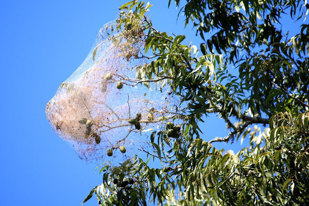 Web in a pecan tree.
