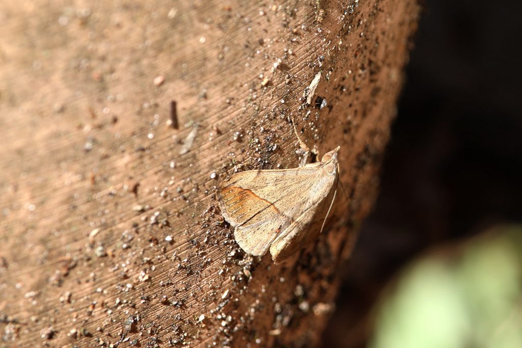 Moth on a terra cotta pot.