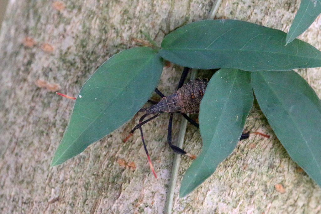 Assassin bug hides under a vine on the bark of an oak tree.